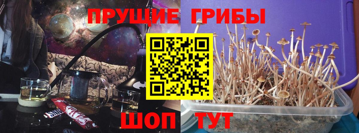 Холмск  Галлюциногенные грибы Cubensis  Вход с VPN 